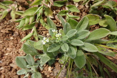 Heliotropium ovalifolium